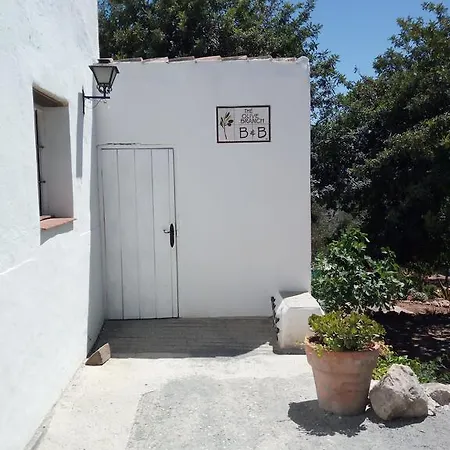 Olive Branch * El Chorro